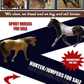 Hunters For Sale: Jumpers For Sale
