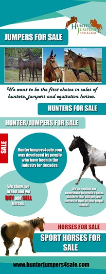 Hunters For Sale: Warmbloods For Sale
